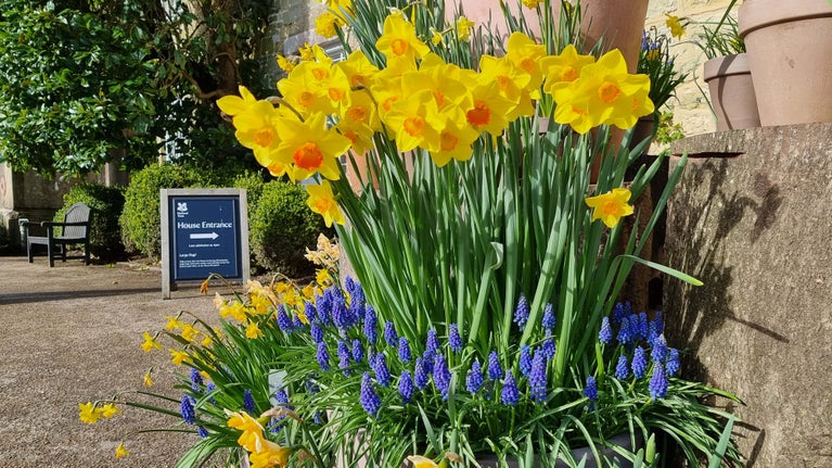 Spring bulb display in the courtyard at Petworth